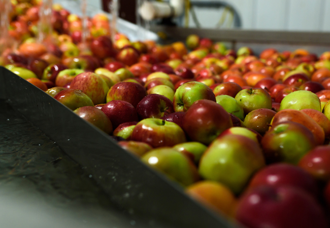 A collection of apples being washed