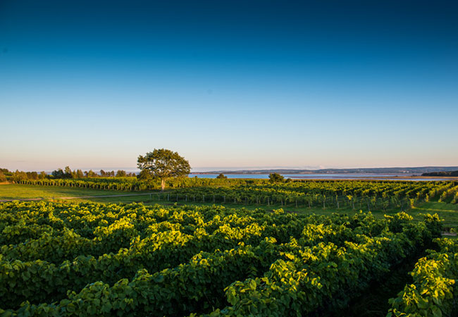Sunset over vineyards bordering the Bay of Fundy
