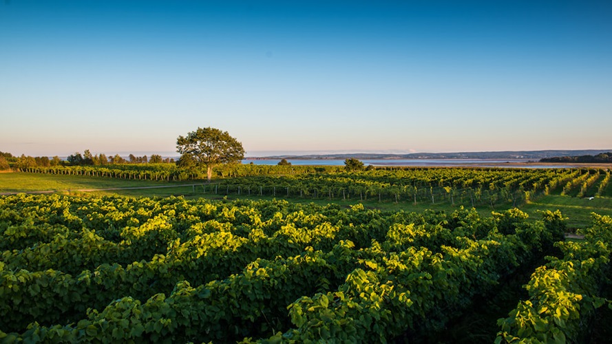 Vineyard with view of the setting sun over an ocean in the background