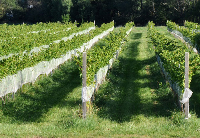 Local Lacadie Vineyards