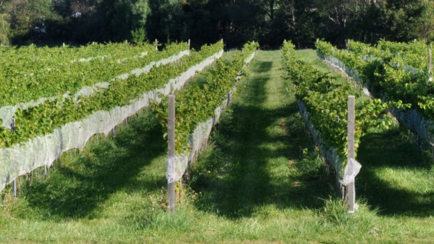 Local Lacadie Vineyards