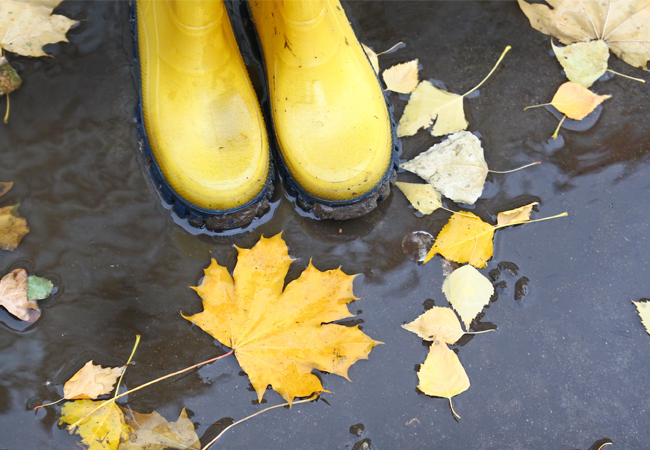 Yellow rubber boots standing on wet ground with yellow leaves of various shapes and sizes around them