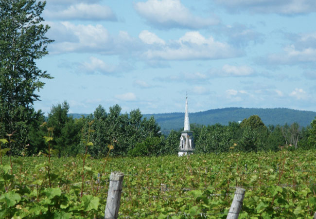 Vineyard with a church in the distance, blue skies and rolling hills in the background