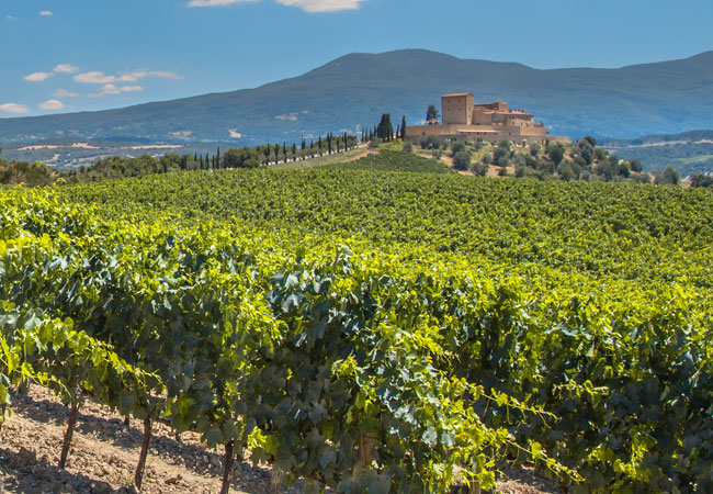 A house looking out onto a vineyard with mountains in the background