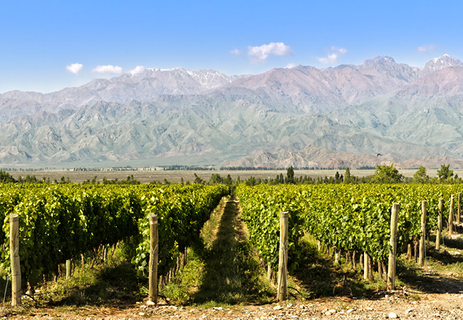 A large vineyard with mountains in the background.