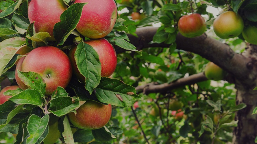 Bright red apples hanging from an apple tree.