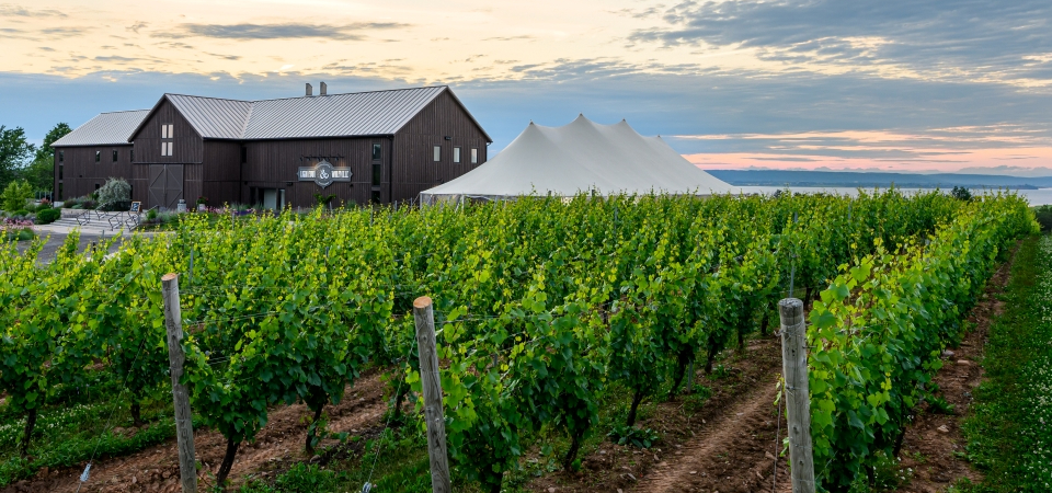 Overlooking a vineyard with tents and Lightfoot and Wolfville building in the background 