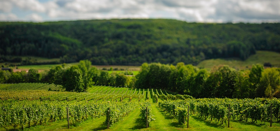 Picture overlooking the Benjamin Bridge vineyard with lush green grape vines