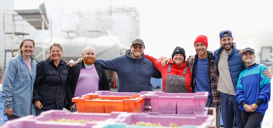 The Benjanin Bridge team all link arms around buckets of grapes at harvest season