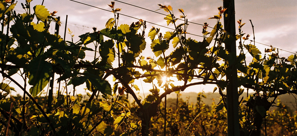 Grape vines at sunset. 